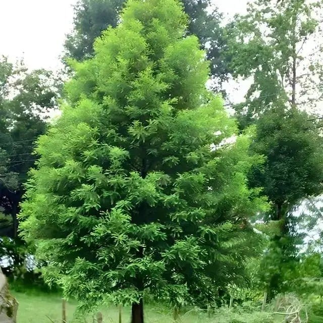 Bald Cypress Tree Online, buy 1 get 1 free at TN Nursery 