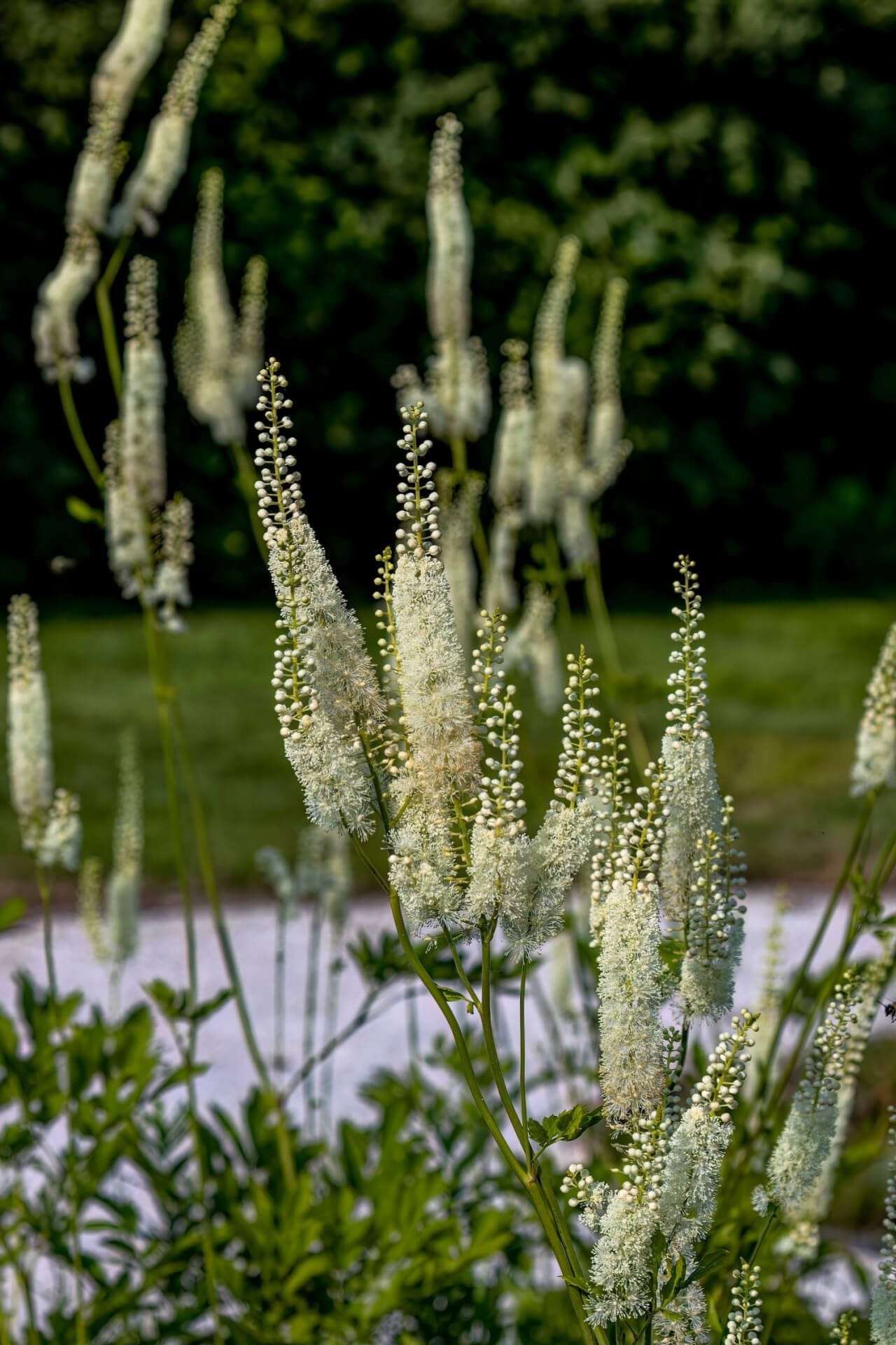 Black Cohosh Online, buy 1 get 1 free at TN Nursery 