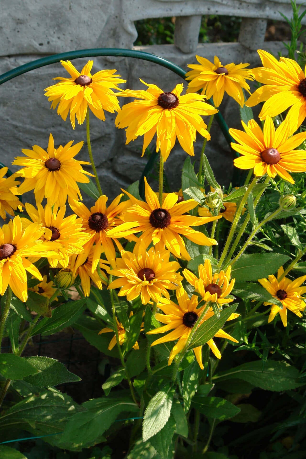 Black Eyed Susan Online, buy 1 get 1 free at TN Nursery 