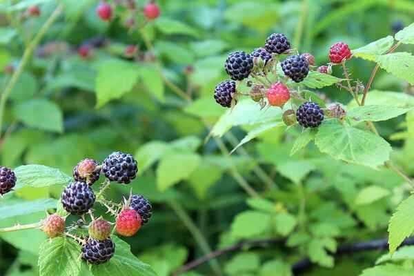 Black Raspberry Online, buy 1 get 1 free at TN Nursery 