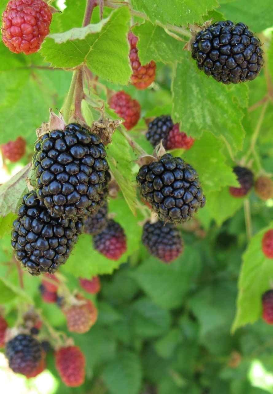 Blackberry Plant Online, buy 1 get 1 free at TN Nursery 