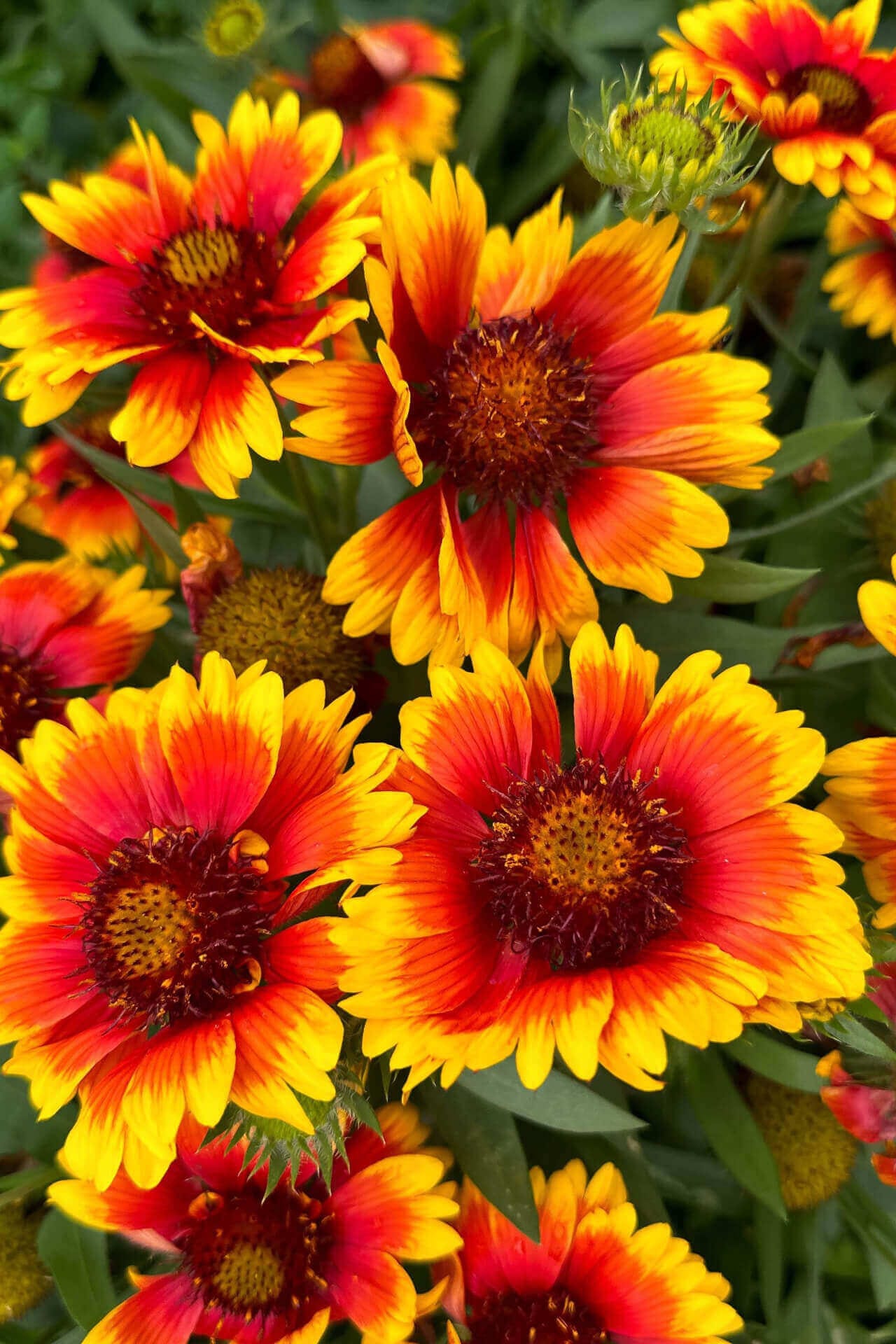 Blanket Flower Online, buy 1 get 1 free at TN Nursery 