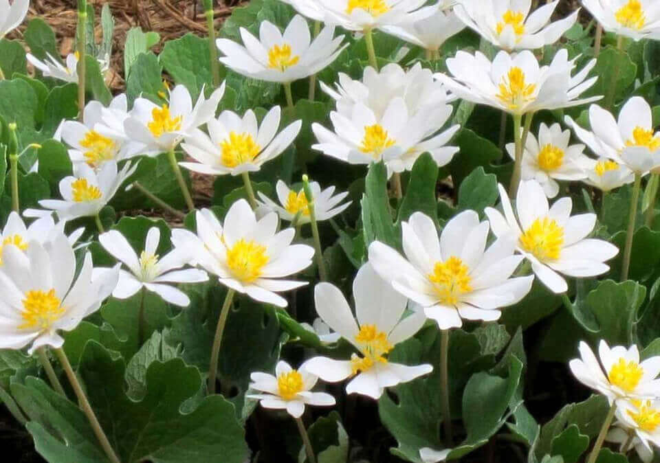 Blood Root Online, buy 1 get 1 free at TN Nursery 
