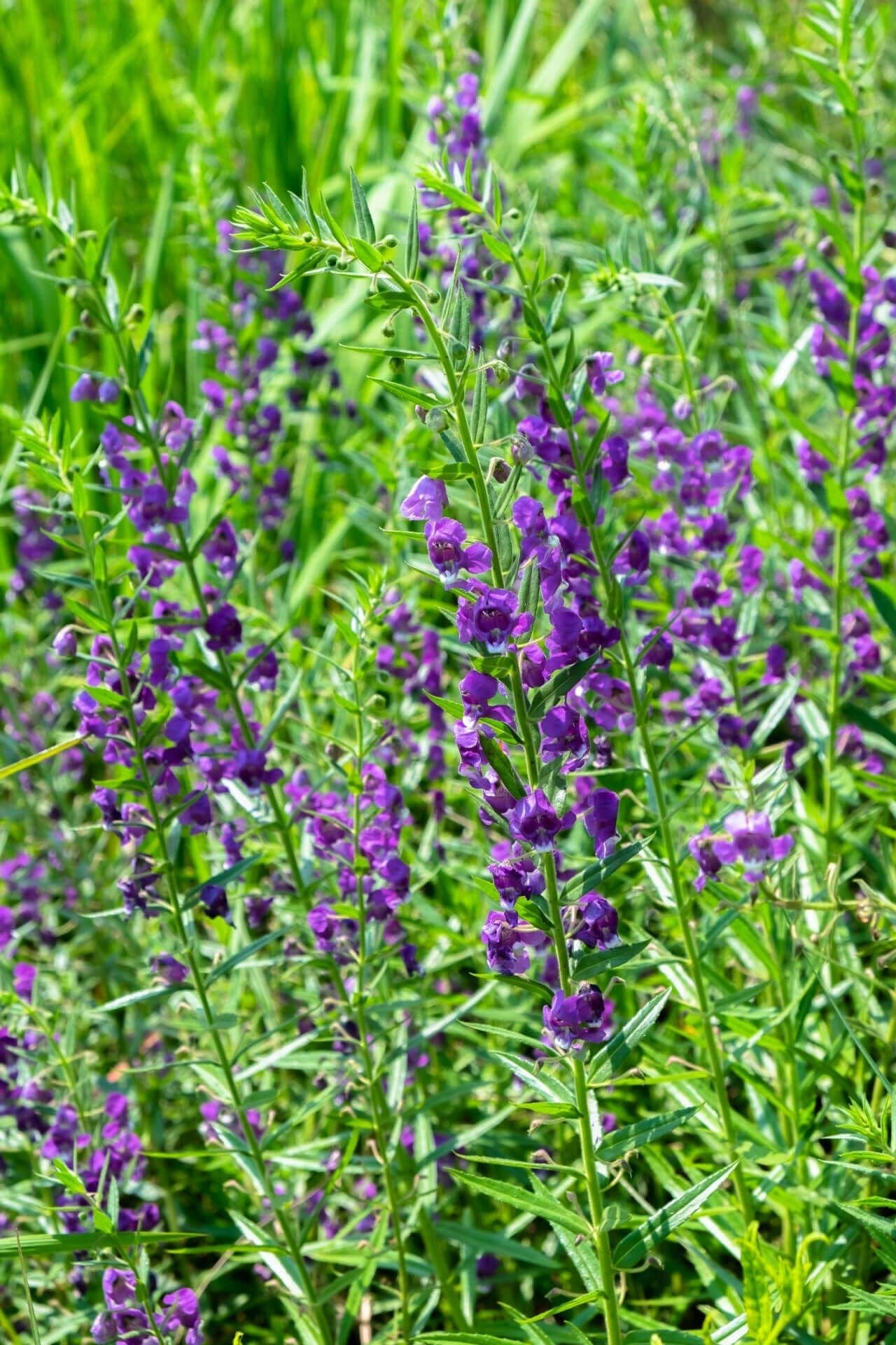 Blue Vervain Online, buy 1 get 1 free at TN Nursery 