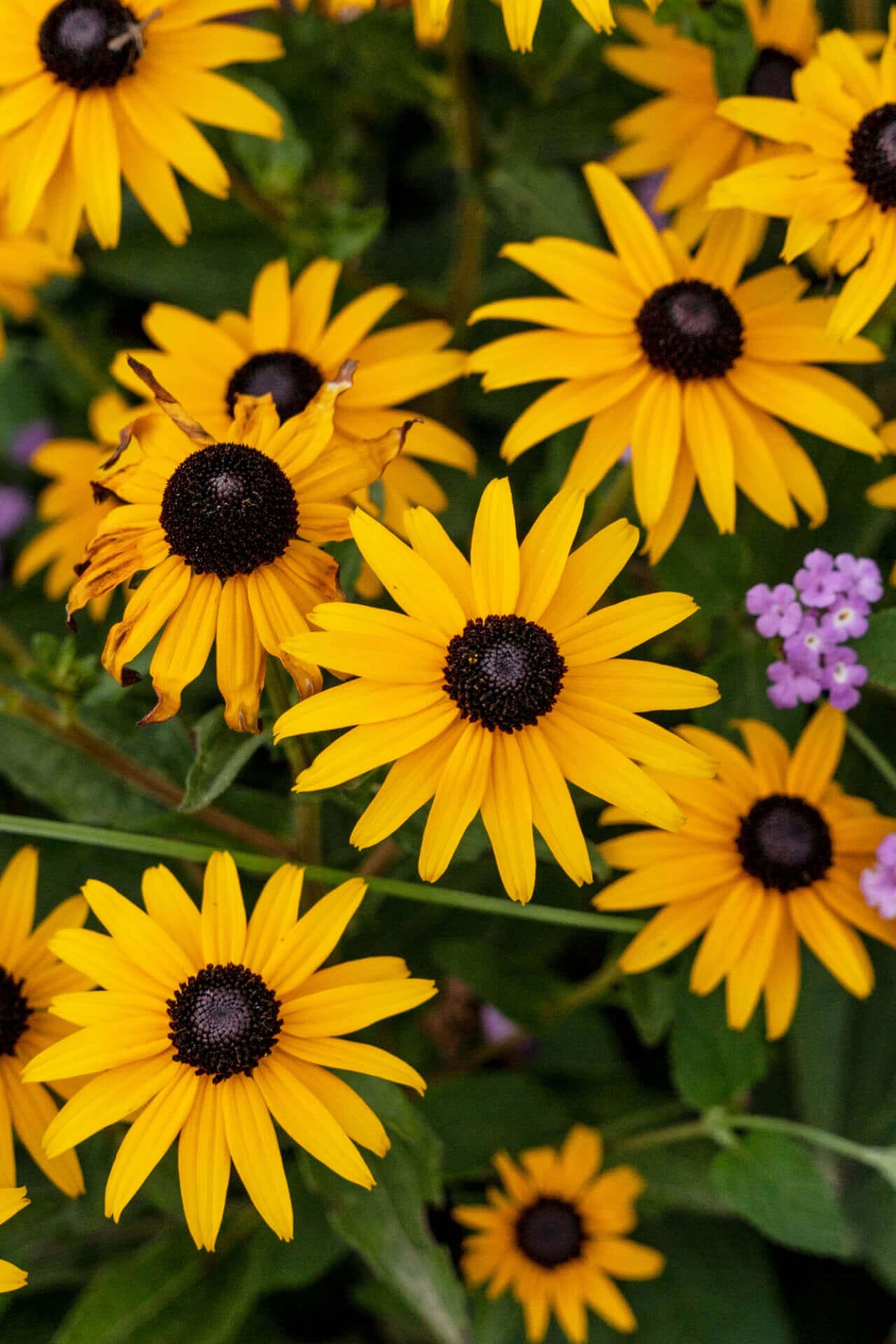 Brown Eyed Susan Online, buy 1 get 1 free at TN Nursery 