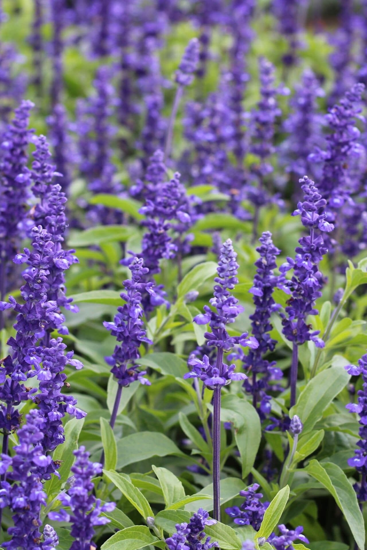 Bugleweed Plant Online, buy 1 get 1 free at TN Nursery 