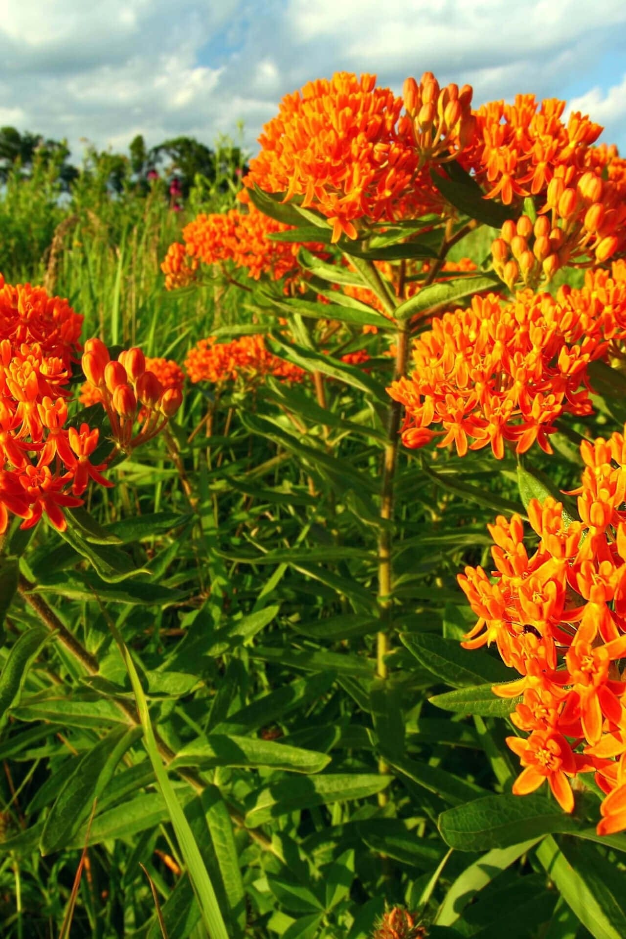 Butterfly Weed Online, buy 1 get 1 free at TN Nursery 