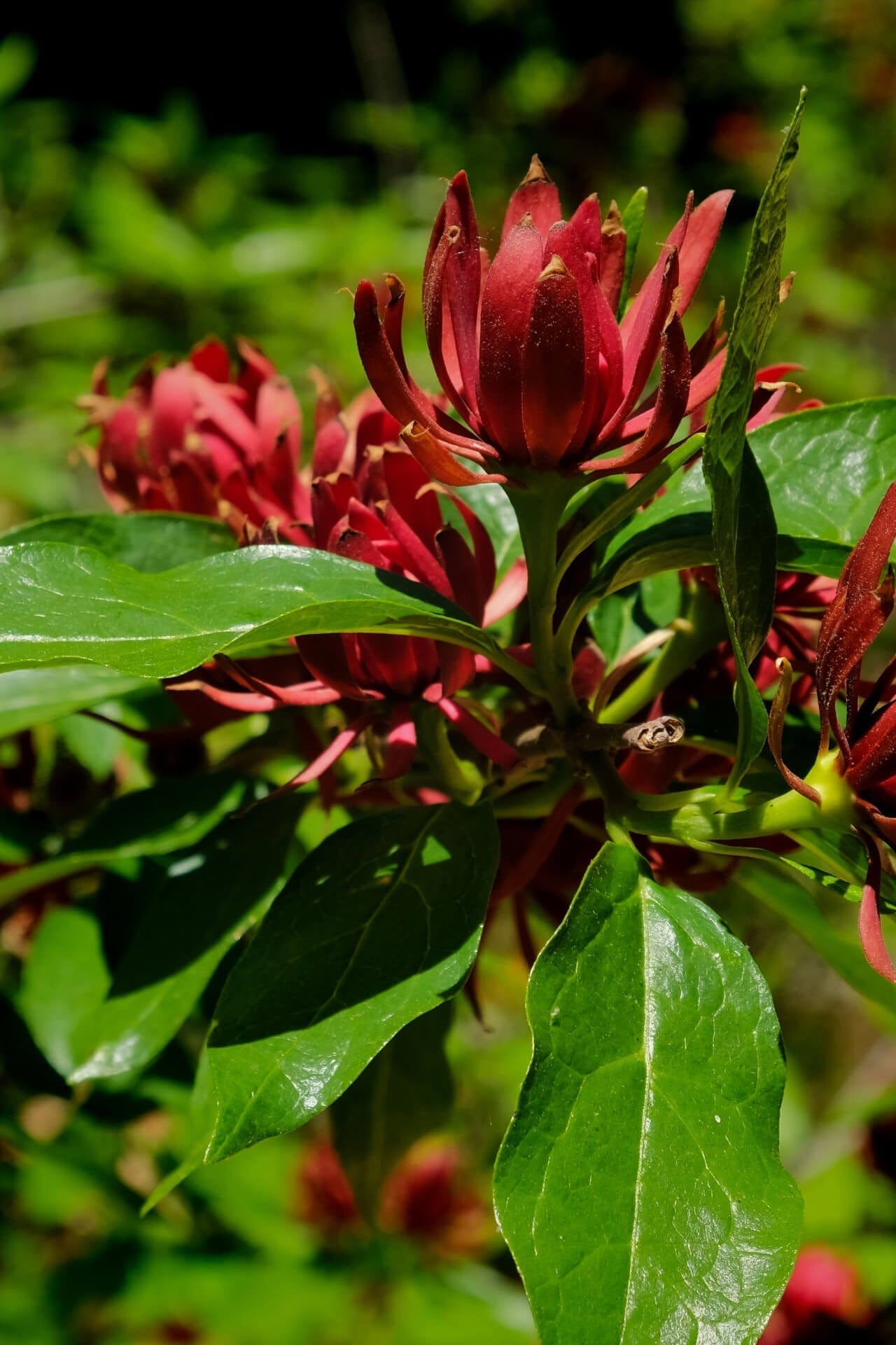 Carolina Allspice Online, buy 1 get 1 free at TN Nursery 