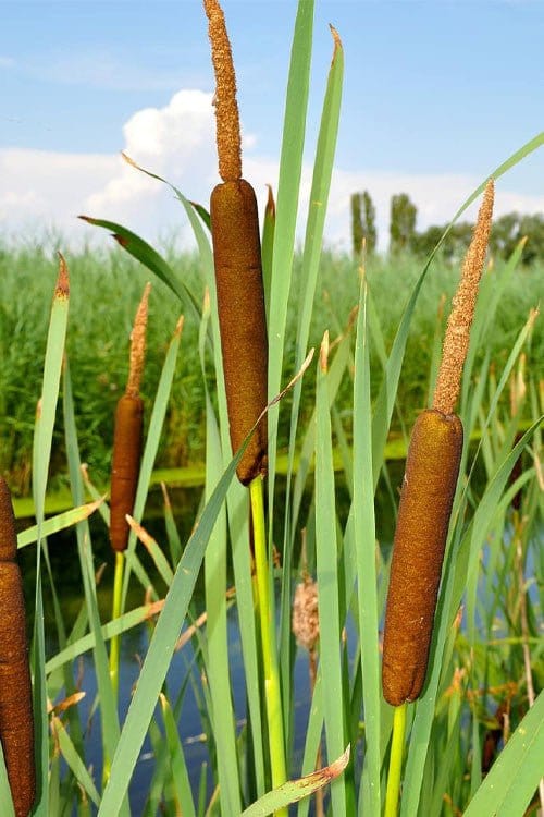 Cattail Plant online, buy 1 get 1 free at TN Nursery 