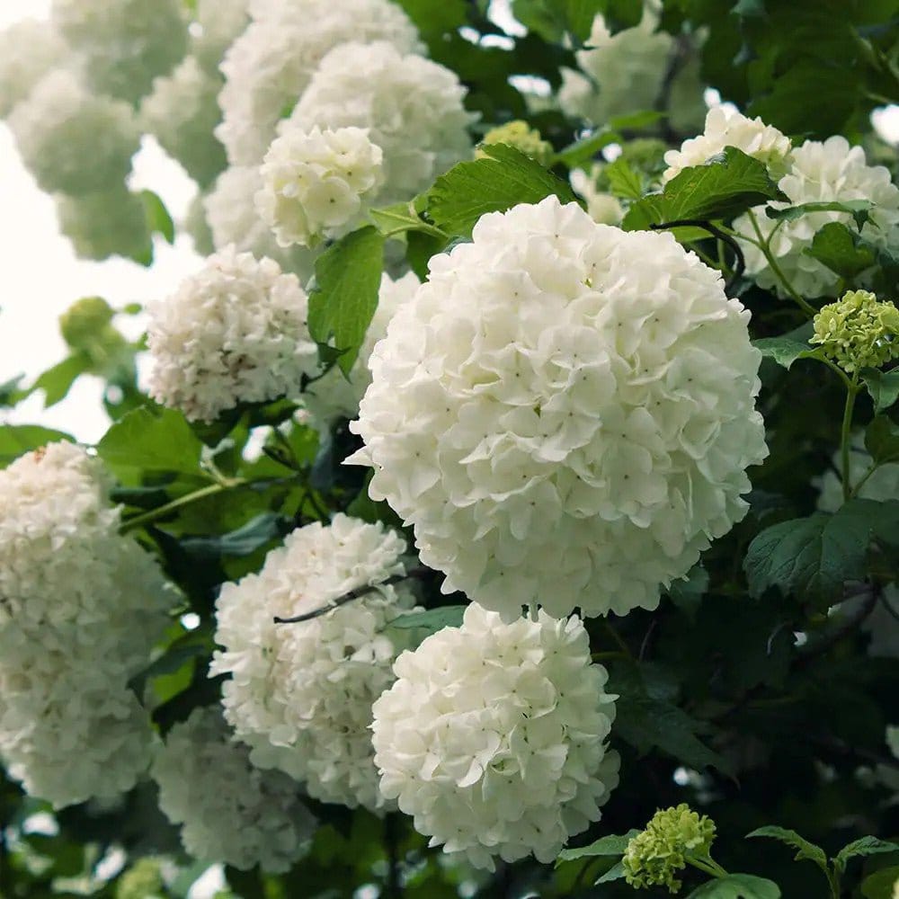 Chinese Snowball Bush Online, buy 1 get 1 free at TN Nursery 