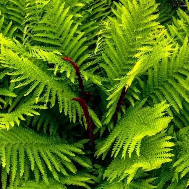 Cinnamon Fern online, buy 1 get 1 free at TN Nursery 