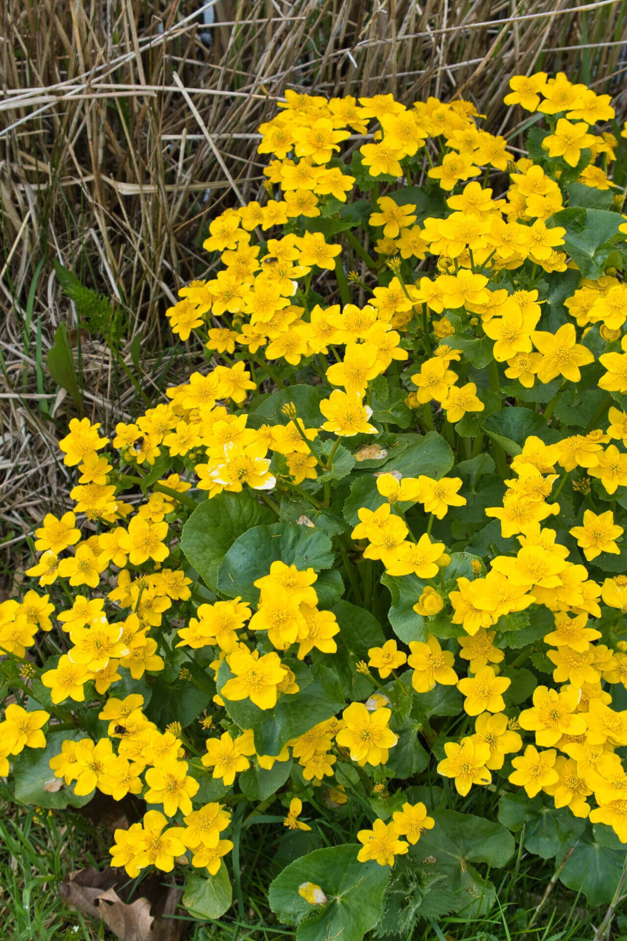 Creeping Buttercup yellow five-petaled flowers with green leaves