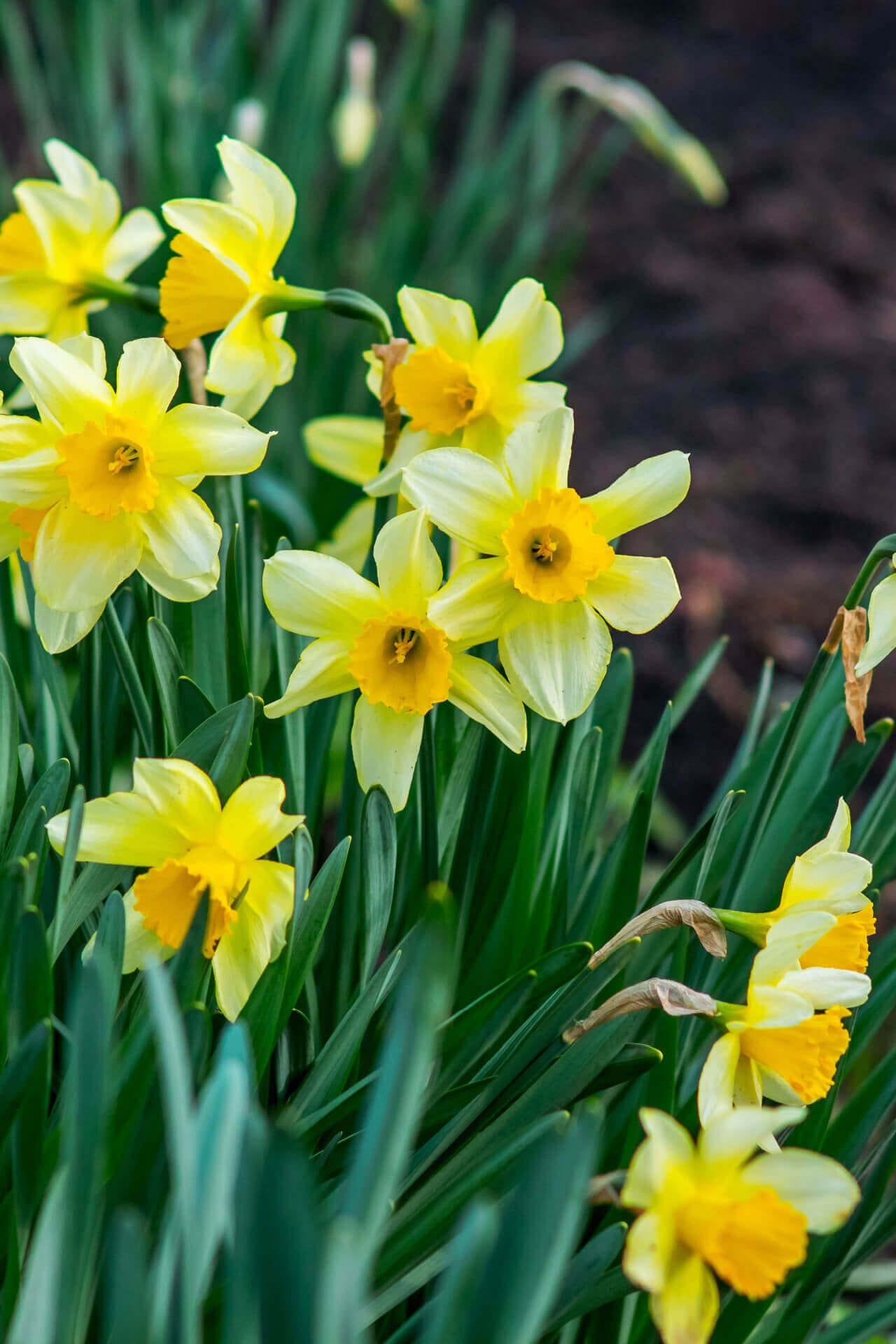 Daffodil Plant Online, buy 1 get 1 free at TN Nursery 
