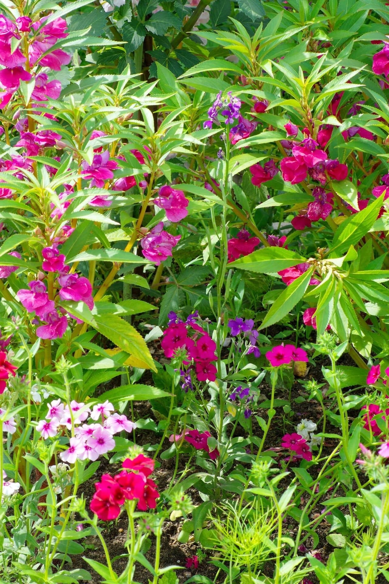 Dianthus Plant Online, buy 1 get 1 free at TN Nursery 
