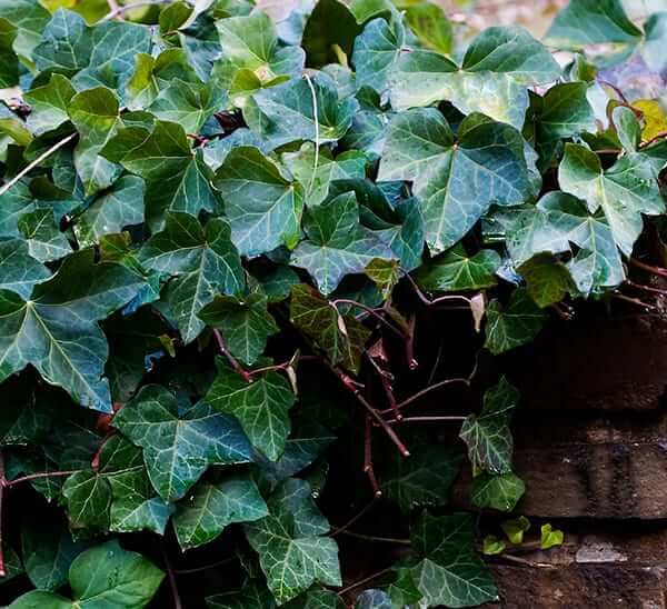 English Ivy Online, buy 1 get 1 free at TN Nursery 