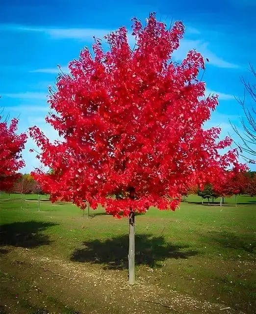 Fast Growing Trees - 6 Trees Online at TN Nursery 