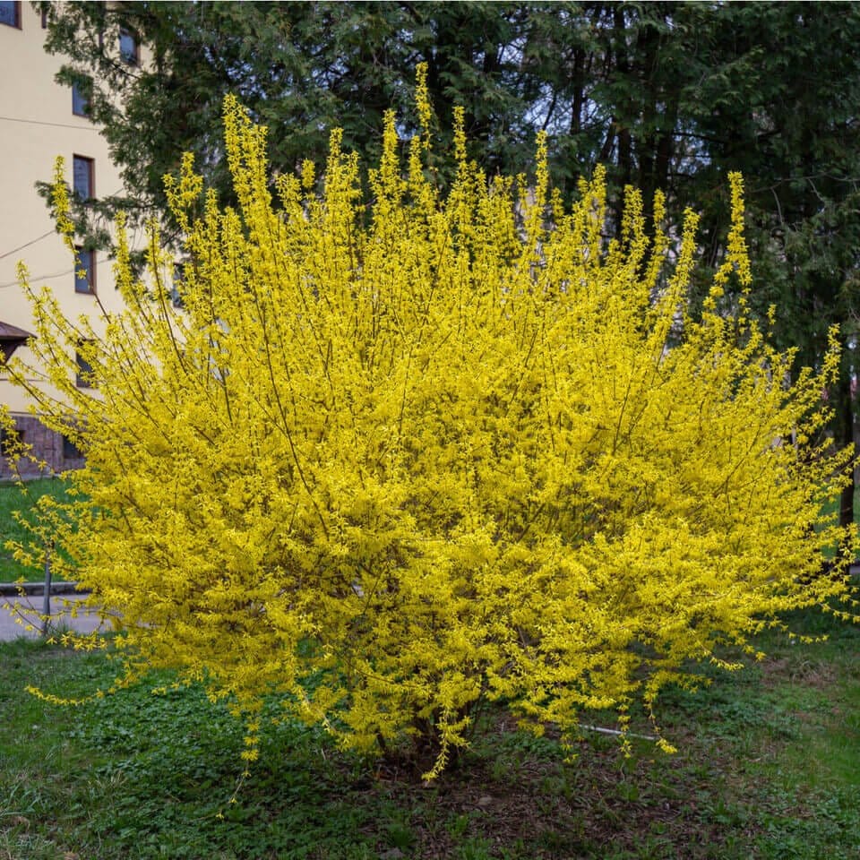 Forsythia Online, buy 1 get 1 free at TN Nursery 