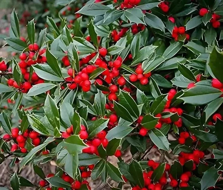 Foster Holly online, buy 1 get 1 free at TN Nursery 