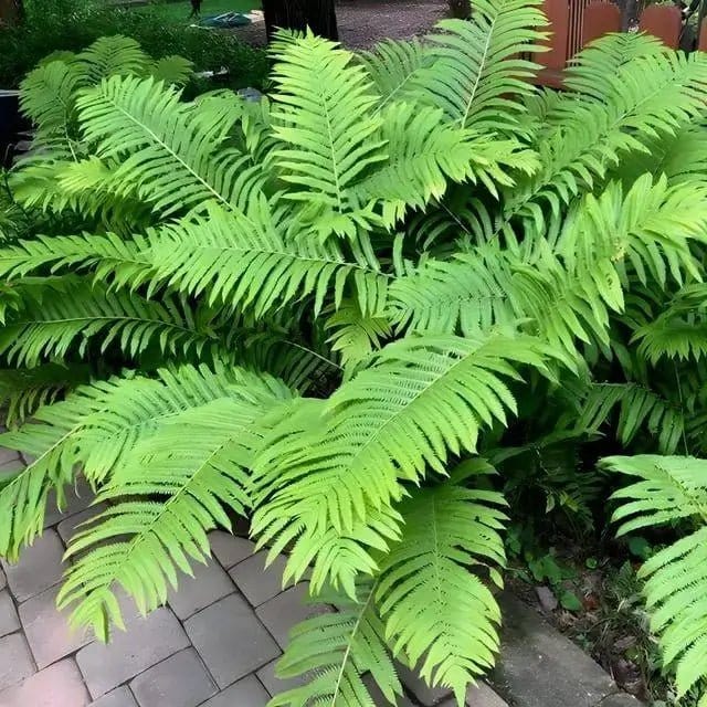Giant Ostrich Fern Online, buy 1 get 1 free at TN Nursery 