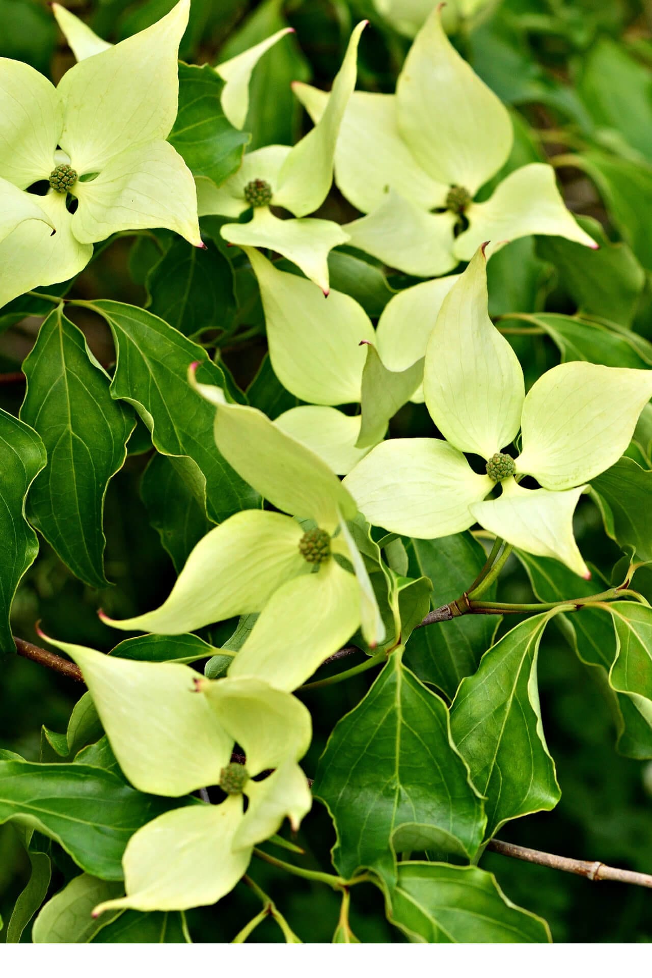 Greensleeves Kousa Dogwood Online, buy 1 get 1 free at TN Nursery 