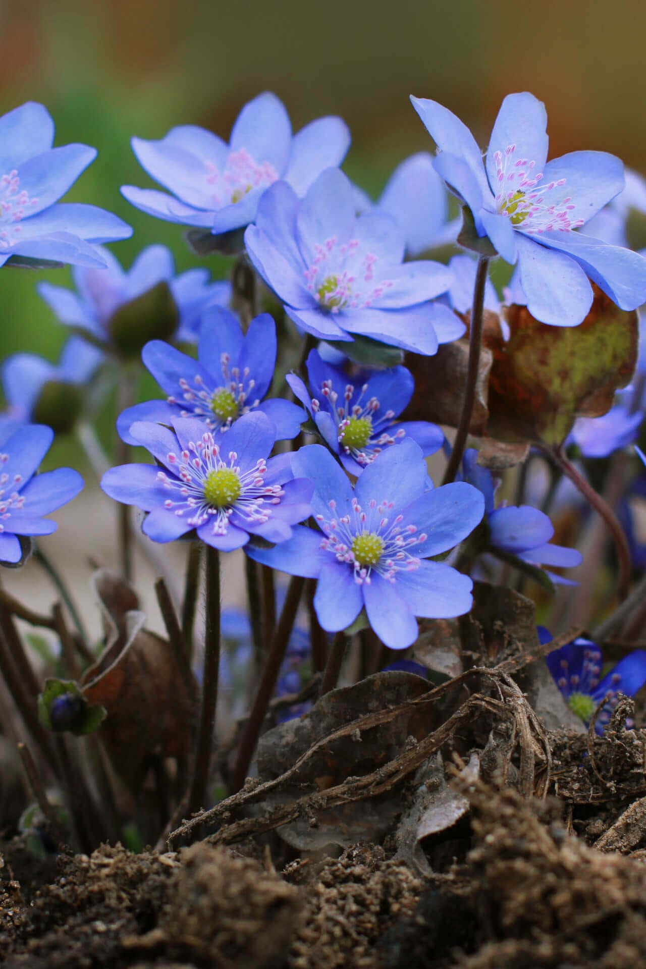 Hepatica Online, buy 1 get 1 free at TN Nursery 