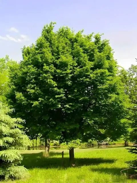 Lush full-bodied Hornbeam tree with dense green foliage in sunlit grassy field