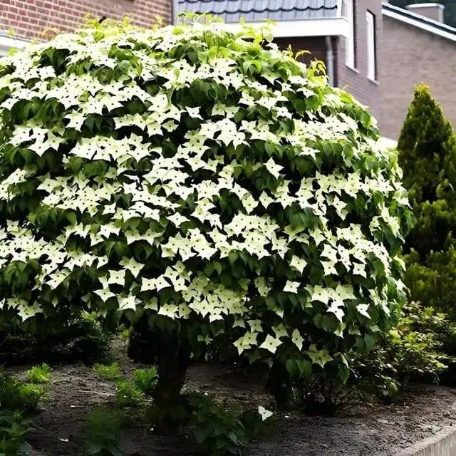 Kousa Dogwood Online, buy 1 get 1 free at TN Nursery 