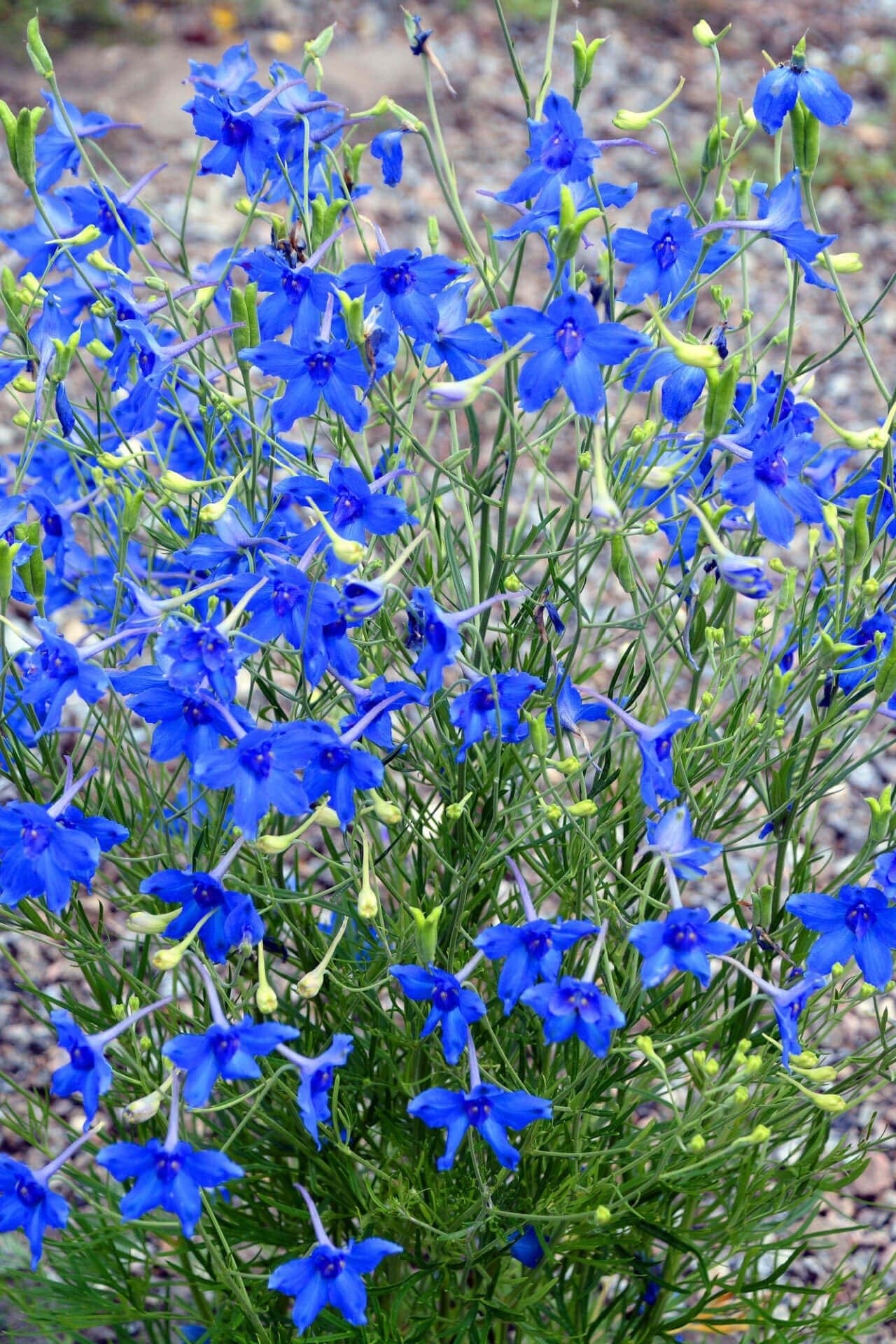 Larkspur Delphenium Online, buy 1 get 1 free at TN Nursery 