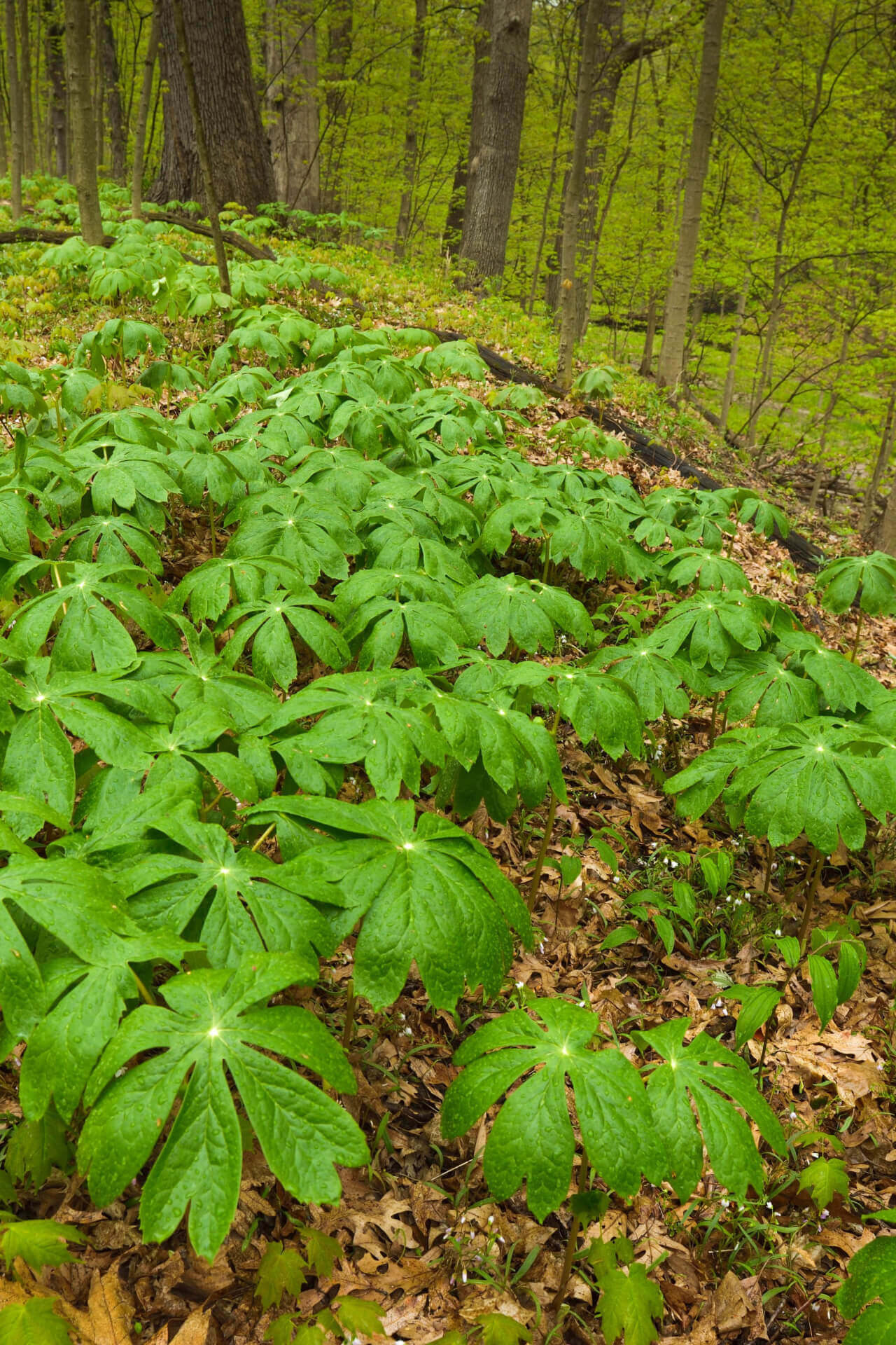 Mayapple Online, buy 1 get 1 free at TN Nursery 