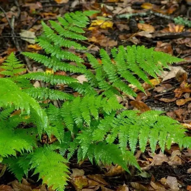 New York Fern Online, buy 1 get 1 free at TN Nursery 