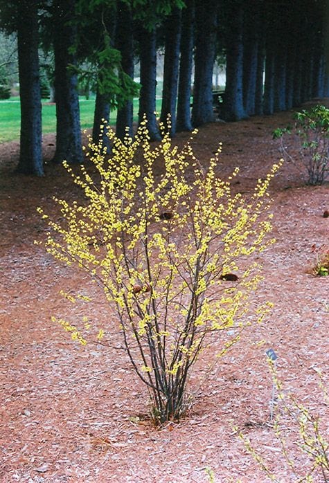 Northern Spice Bush, online buy 1 get 1 free at TN Nursery 