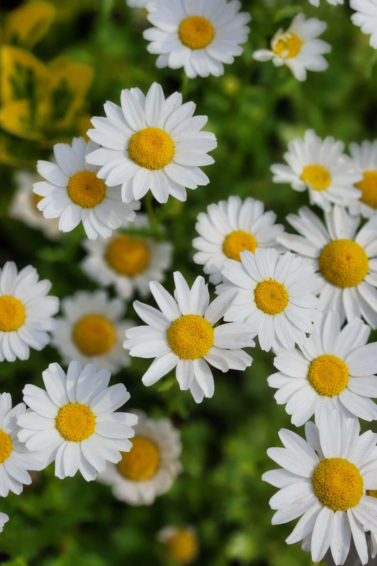 Oxeye Daisy Online, buy 1 get 1 free at TN Nursery 