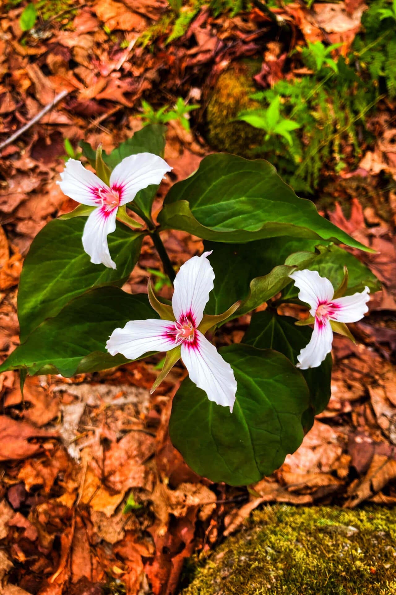 Painted Trillium Online, buy 1 get 1 free at TN Nursery 