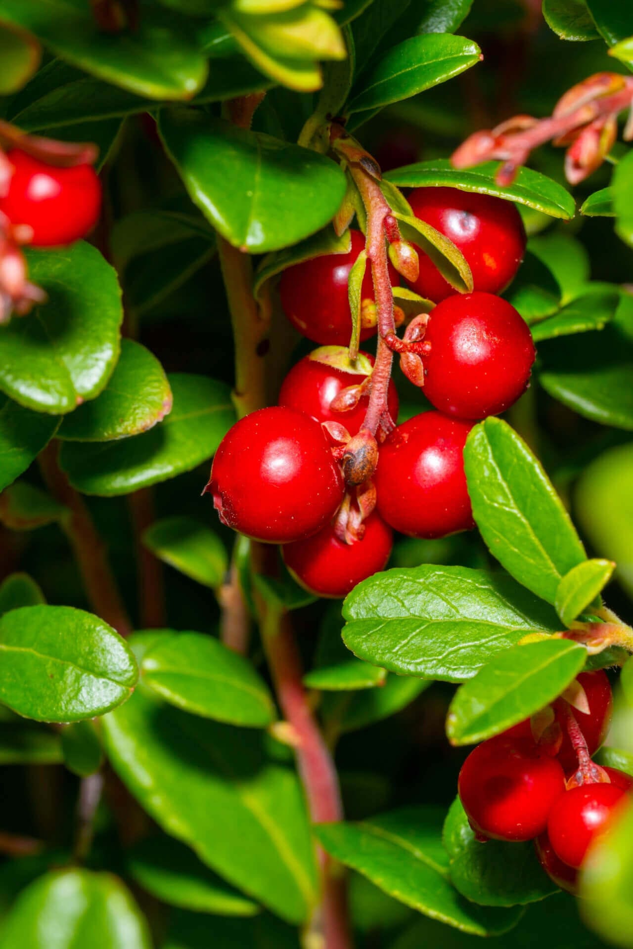 Partridgeberry Plant Online, buy 1 get 1 free at TN Nursery 