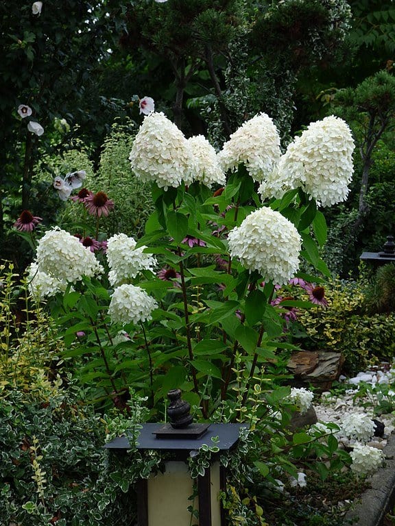 Pee Gee Hydrangea Online, buy 1 get 1 free at TN Nursery 