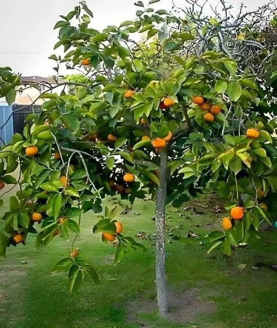 Persimmon Tree Online, buy 1 get 1 free at TN Nursery 