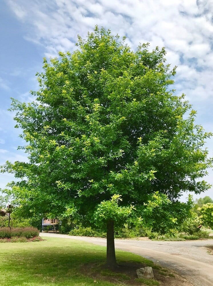 Pin Oak Tree Online, buy 1 get 1 free at TN Nursery 