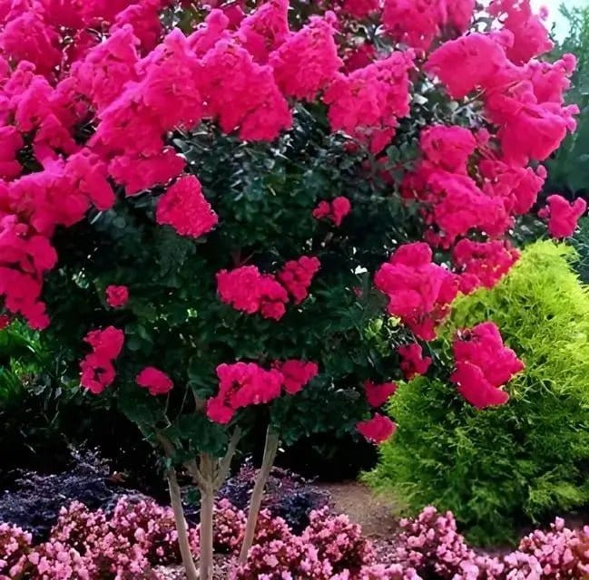 Pink Crepe Myrtle Online, buy 1 get 1 free at TN Nursery 