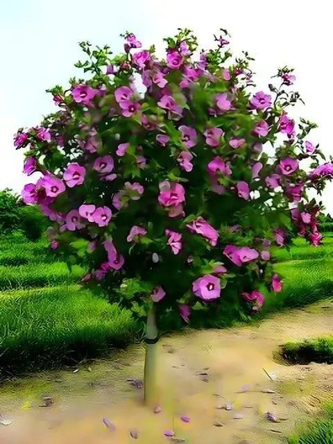 Pink Hibiscus Online, buy 1 get 1 free at TN Nursery 