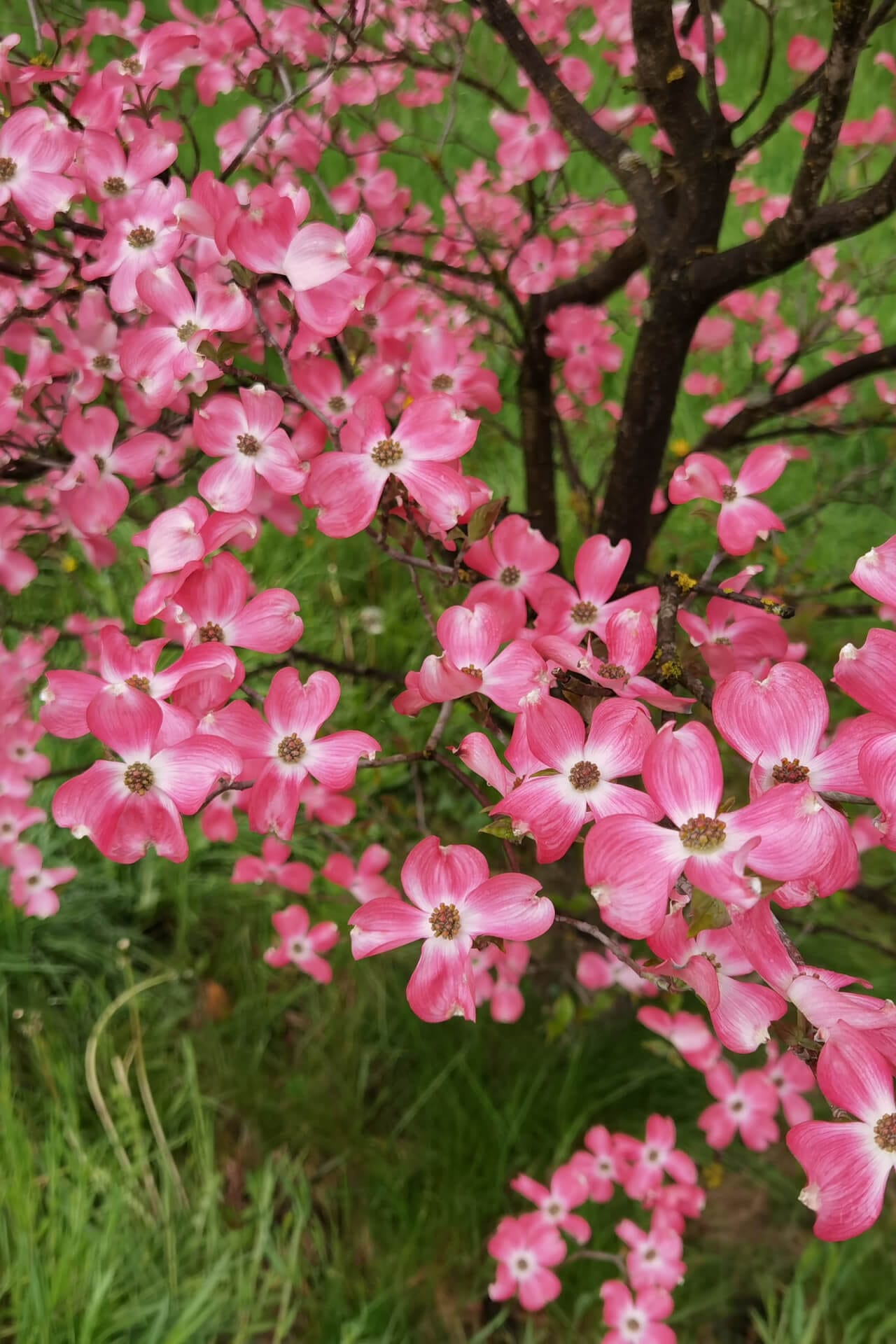 Pink Princess Dogwood Online, buy 1 get 1 free at TN Nursery 