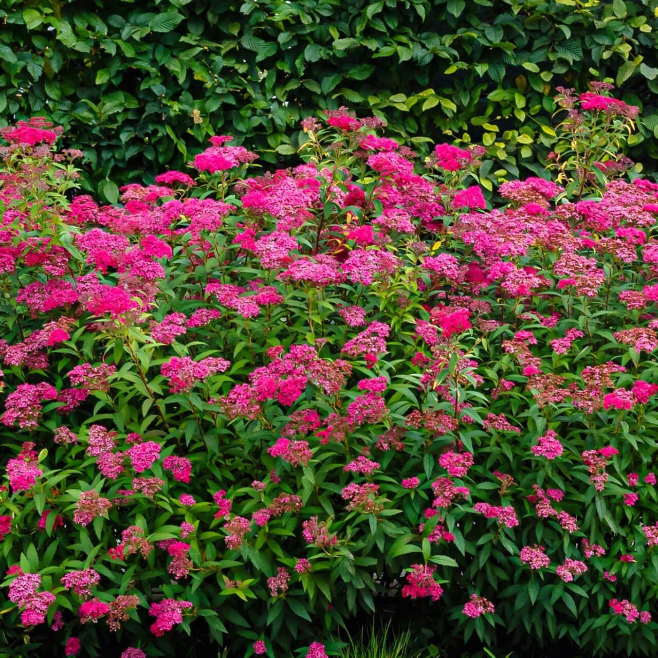 Pink Spirea Online, Buy 1 get 1 free at TN Nursery 