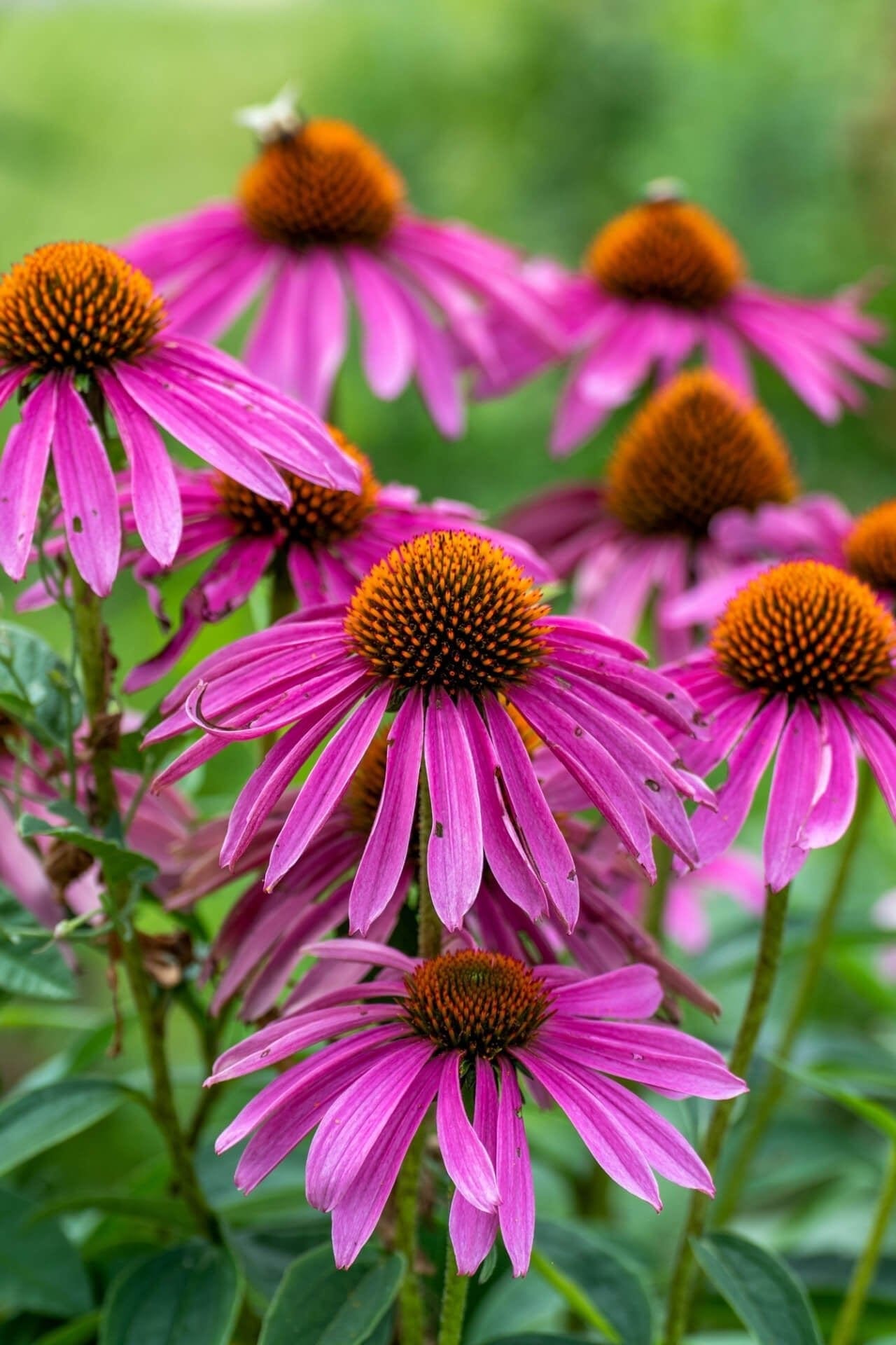 Purple Coneflower Online, buy 1 get 1 free at TN Nursery 