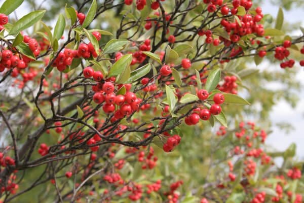 Red Chokeberry Online, buy 1 get 1 free at TN Nursery 