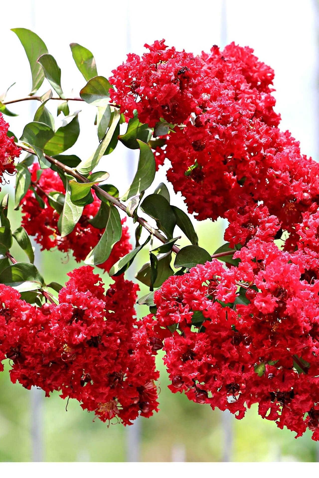 Red Crepe Myrtle Online, buy 1 get 1 free at TN Nursery 