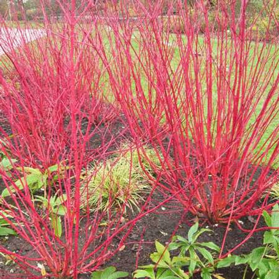 Red Osier Dogwood Online, buy 1 get 1 free at TN Nursery 