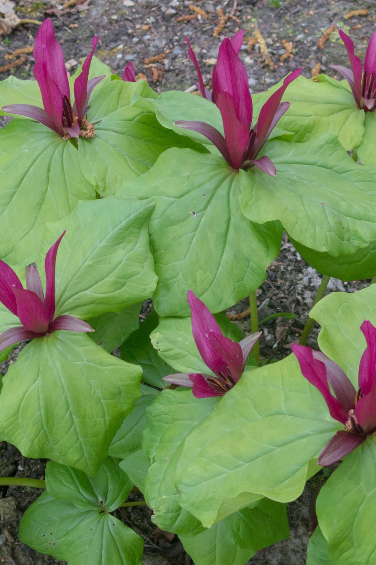 Red Trillium Online, buy 1 get 1 free at TN Nursery 