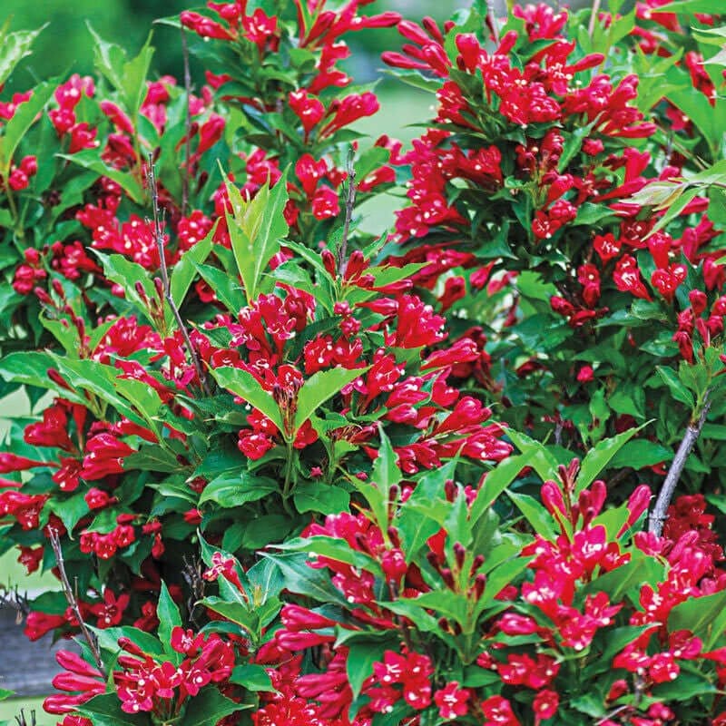 Red Weigela Online, buy 1 get 1 free at TN Nursery 