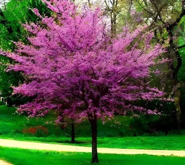 Redbud Tree Online, buy 1 get 1 free at TN Nursery 