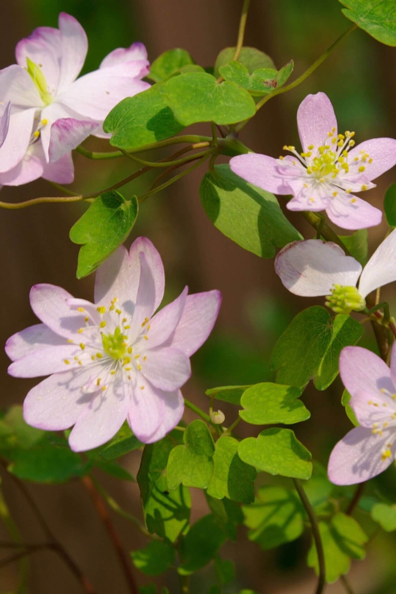 Rue Anemone Online, buy 1 get 1 free at TN Nursery 