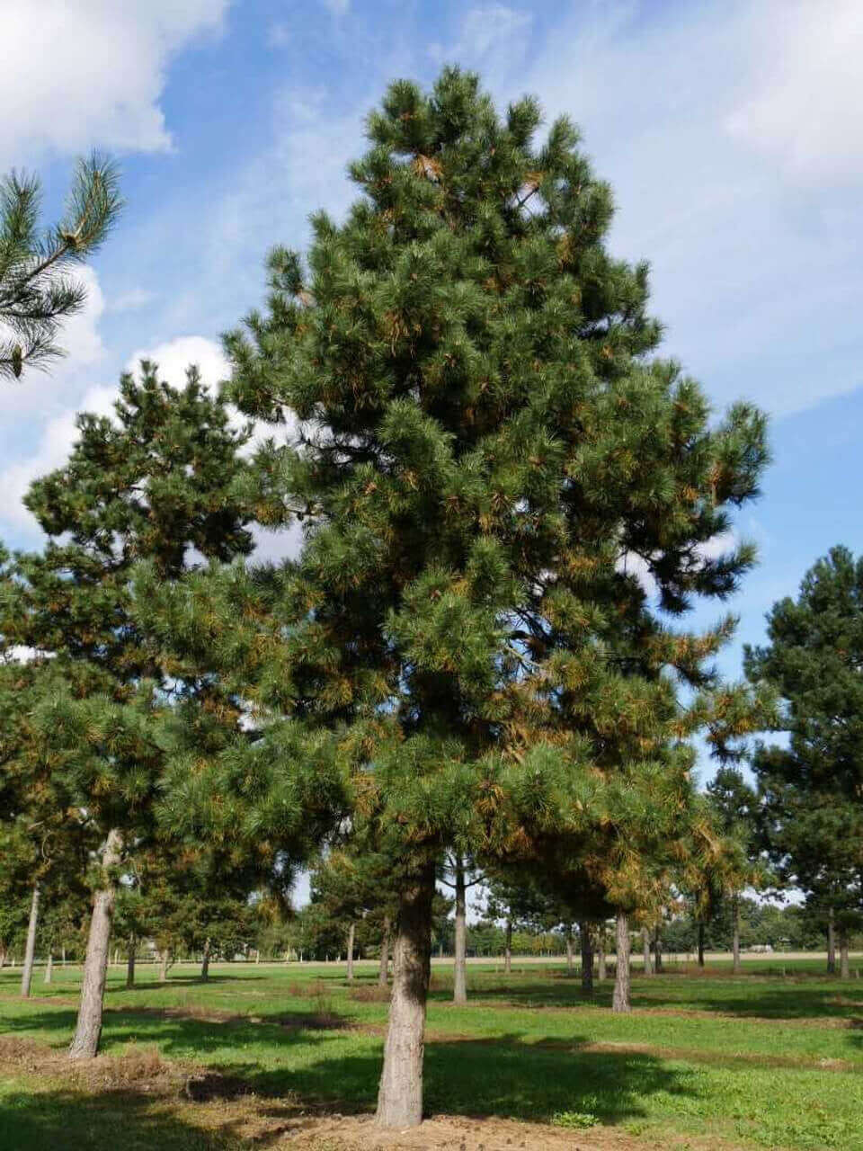 Shortleaf Pine Online, buy 1 get 1 free at TN Nursery 